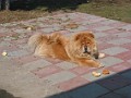 20120330_Acasa_Primavara